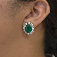 Zini a.d studs