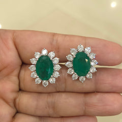 Zini a.d studs