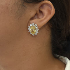 Zini a.d studs